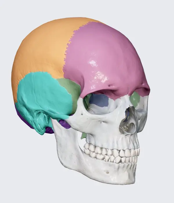 3D model of the human skull