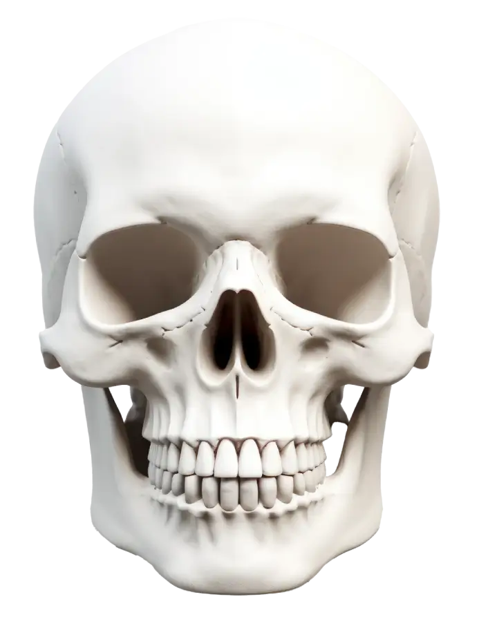 Anatomy hero image